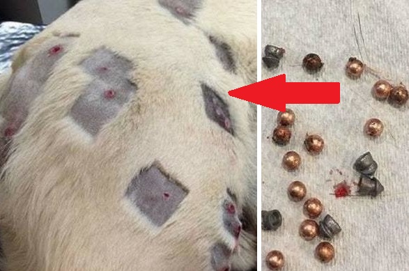 Her Dogs Bug Bites Were Not Healing Then She Discovered The Scary