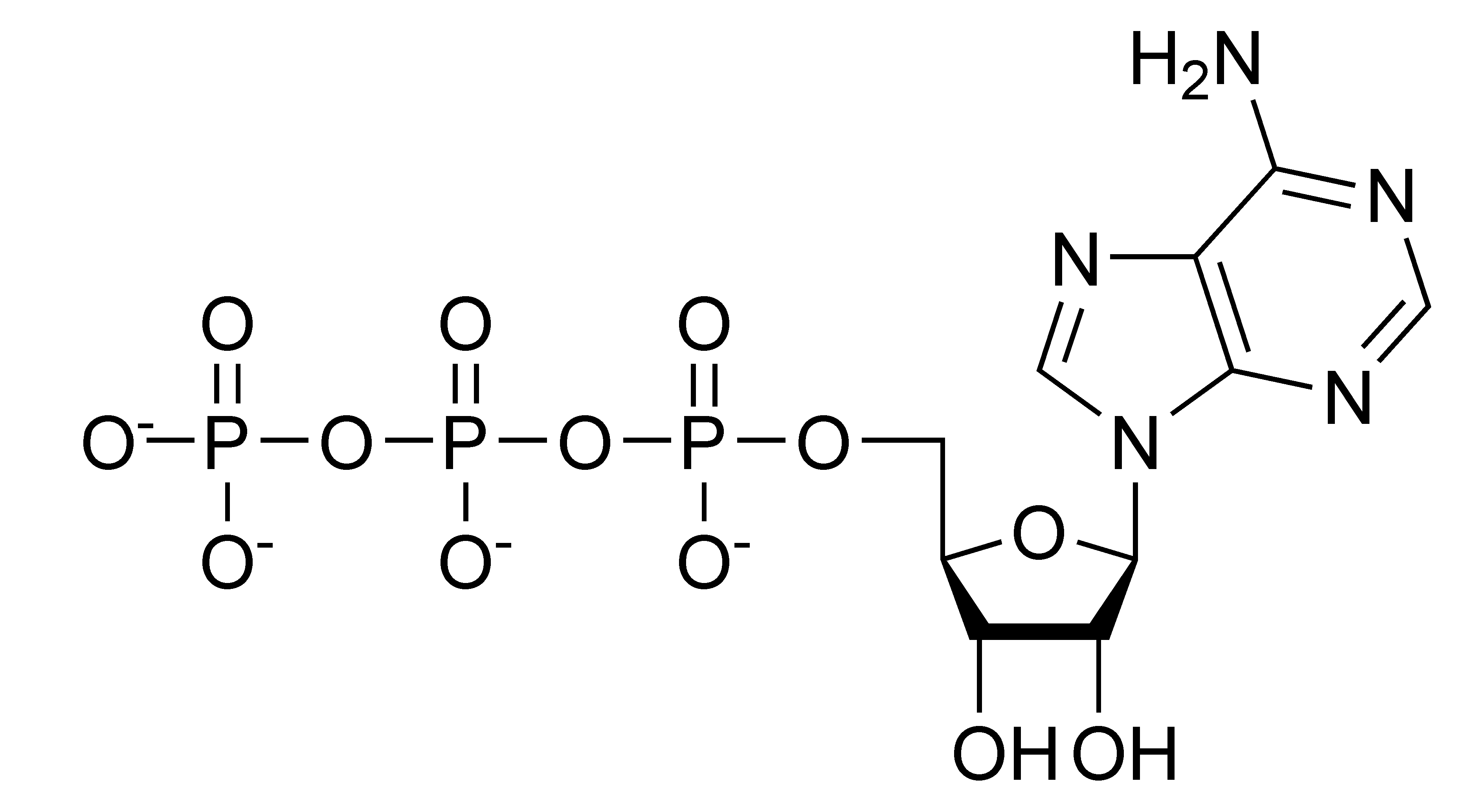 adenosine triphosphate