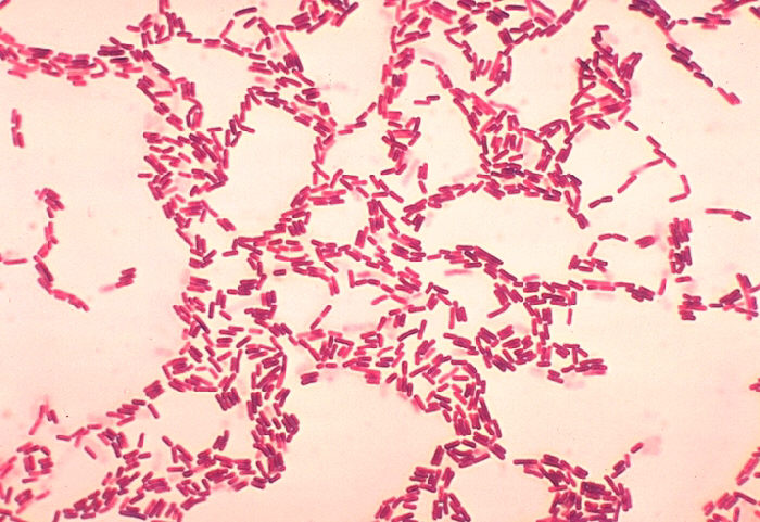 Bacillus coagulans