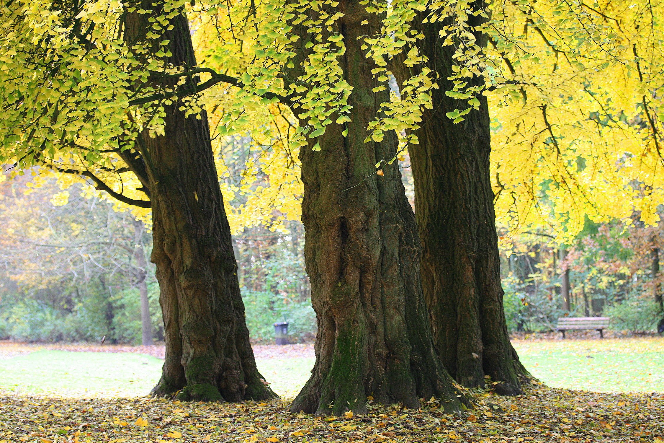 gingko biloba