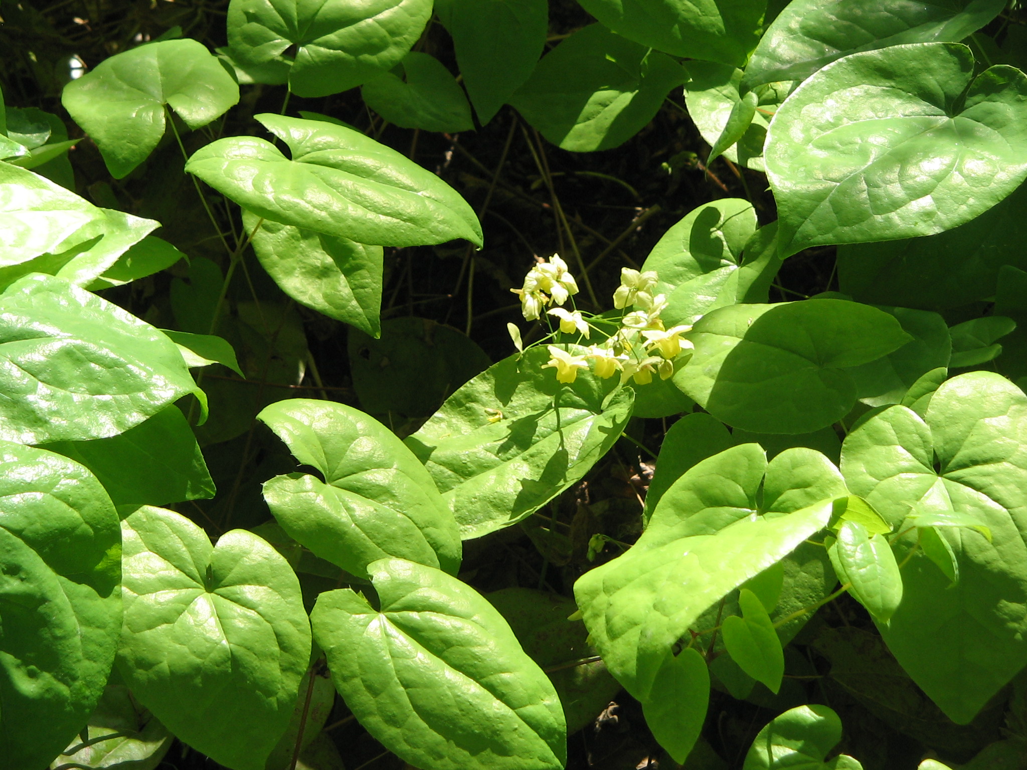 horny goat weed