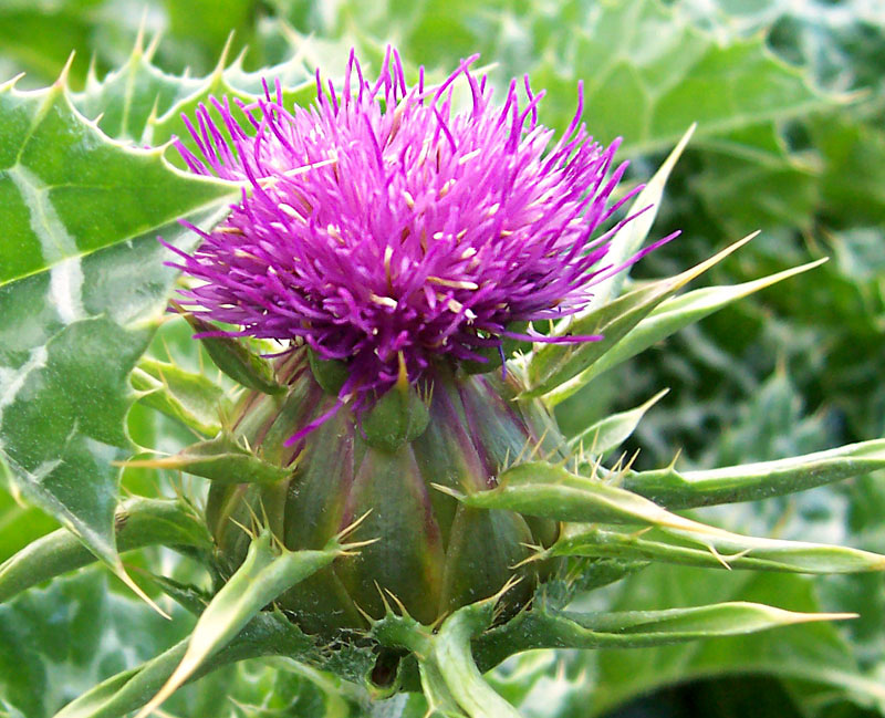 milk thistle