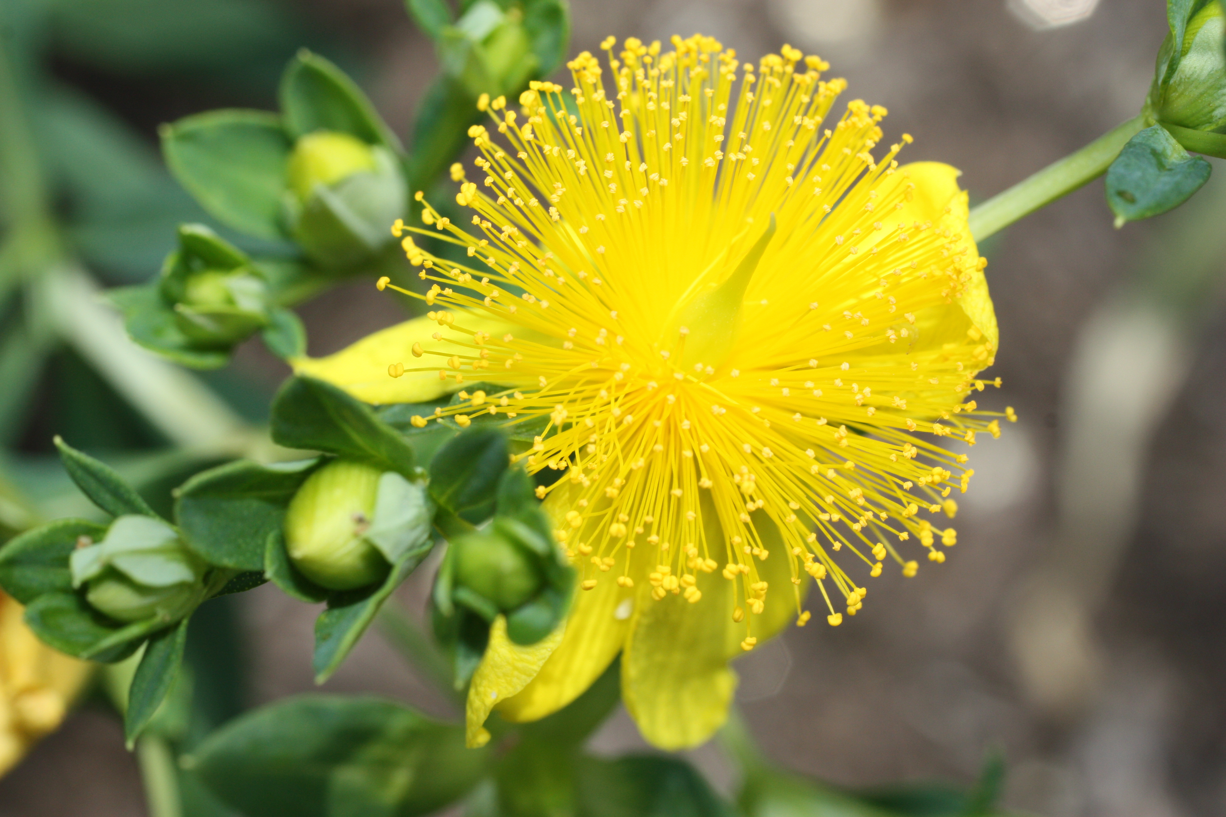 st. johns wort