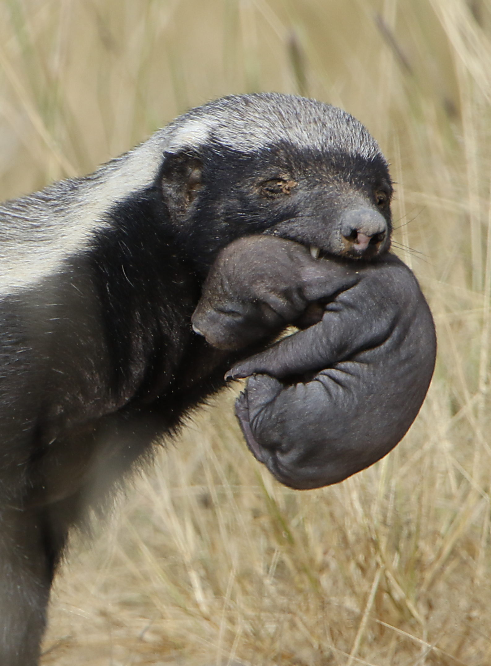 Creative Honey Badger Keeps Finding Genius Ways Of Escaping His Cage ...