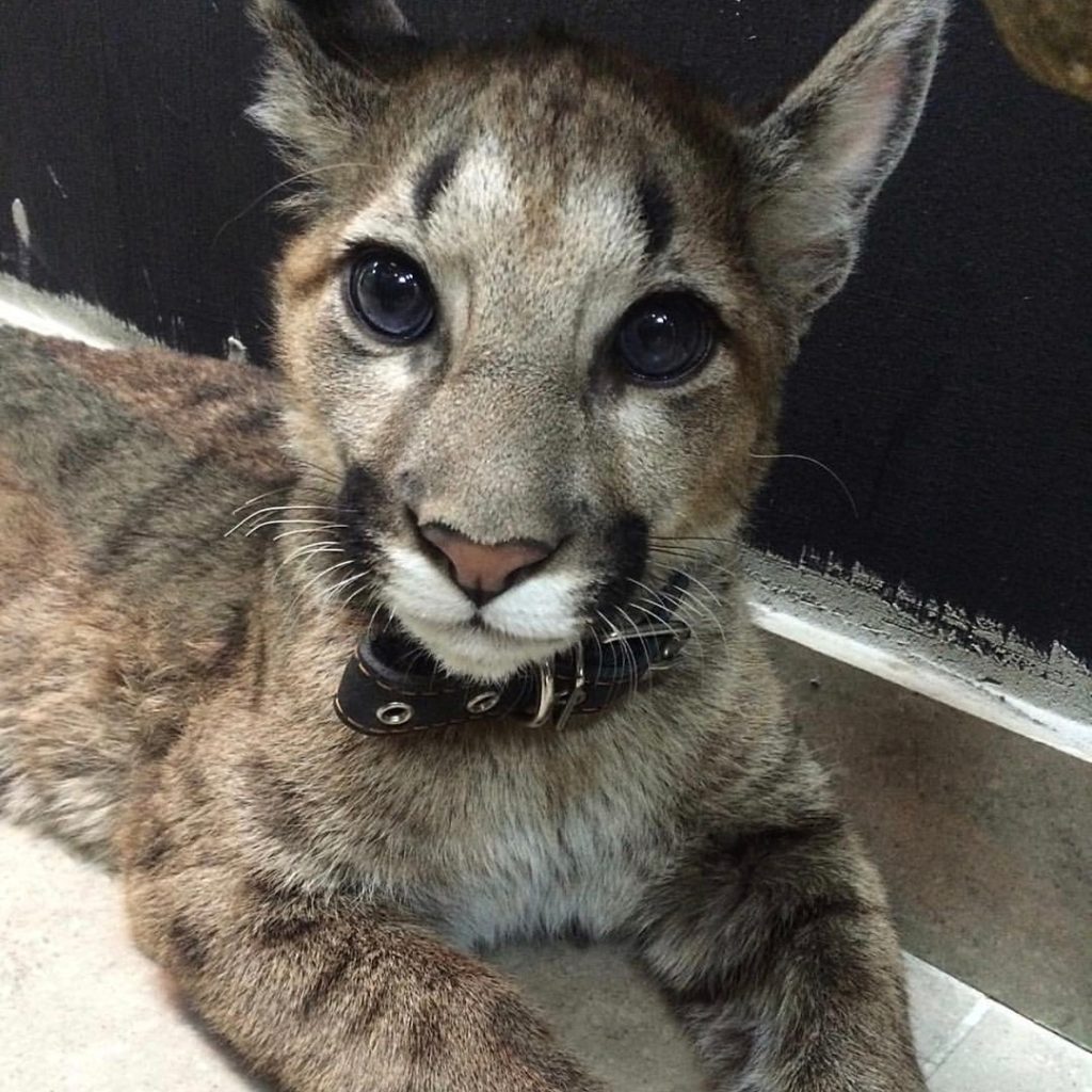 puma in russian