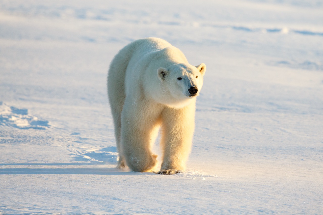 Polar bear steam фото 10